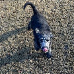 Donner - Black male Labradoodle puppy in Monticello, Georgia from Daylin’s Doodles & Labradors