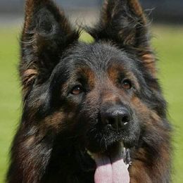 Romeo - German Shepherd