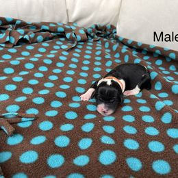 Double Doodle Puppies from Kirkham Doods