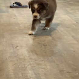Ruby - Red tri-color female Australian Shepherd puppy in Defuniak Springs, Florida from Blue Cypress Stock dogs