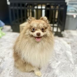 Pomeranian puppies from Texas Tumbleweed Poms