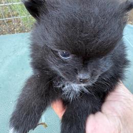 Jazzy - Black female Pomeranian puppy in Kelseyville, California from Cobb Mountain Shih Tzus, Paragon Pomeranians