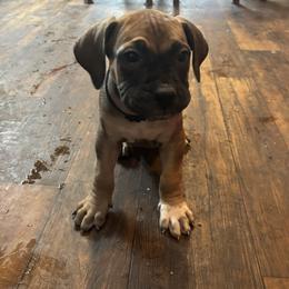 Navy collar - Fawn male Boerboel puppy in Flemingsburg, Kentucky from Aussgardian Boerboels