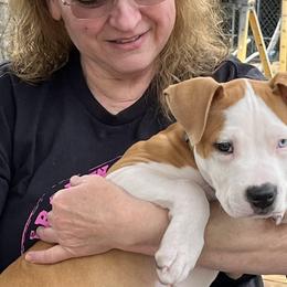 American Pit Bull Terriers, French Bulldogs, and Staffordshire Bull Terriers from Victorino's Kennel