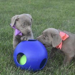 Dilute Retriever Puppies from Royalty Retrievers