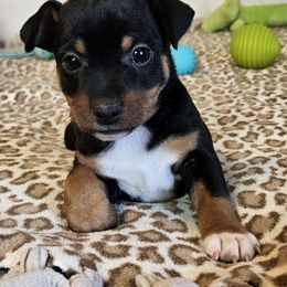 Boy 2 - Black tan and white male Rat Terrier puppy in Apple Valley, California from Dynamite Rat Terriers
