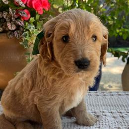 Bougainvillea Bo - Cream male Goldendoodle puppy in The Woodlands, Texas from Gracie's Goldendoodles and Bernedoodles