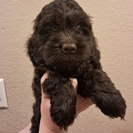 Opie - Brown male Cockapoo puppy in Mena, Arkansas from Ouachita River Cockapoos