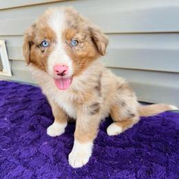 Jexi - Red merle female Australian Shepherd puppy in Charlotte, North Carolina from Awesome Aussies