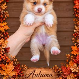 Autumn - Chocolate sable female Pomeranian puppy in Cleveland, Georgia from Sourpatch Pomeranians