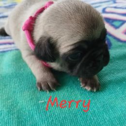 Merry - Fawn female Pug puppy in Concho Valley, Arizona from Agape Pugs