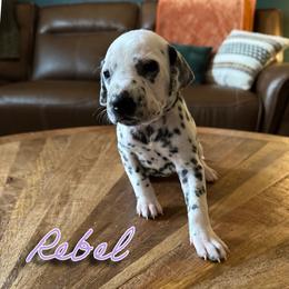 Rebel - LUA - White and black female Dalmatian puppy in Mount Vernon, Missouri from Spots & Spirals