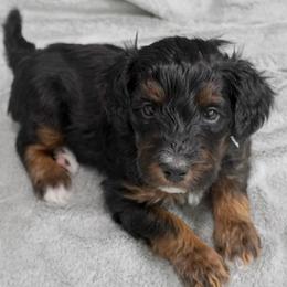 White Collar 'Sterling' - Phantom male Bernedoodle puppy in Mora, Minnesota from Knudsen Pups