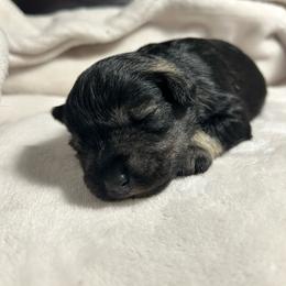 Cleo - Salt and pepper female Miniature Schnauzer puppy in Winterville, Georgia from Patty’s Little Pups