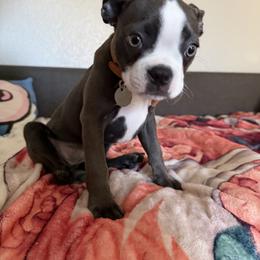 Boston Terrier puppies from Lujan Ranch