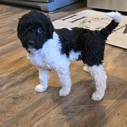 Sweetie - Black and white female Bernedoodle puppy in Mckenzie, Tennessee from Small Town Doodles & Poodles