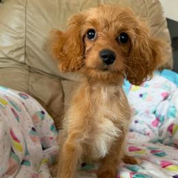 Abby - Buff female Cockapoo puppy in Winnsboro, Texas from Happy Hollow Ranch