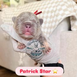 Patrick Star - Tricolors male French Bulldog puppy in Strunk, Kentucky from Waters Edge French Bulldogs LLC