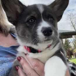 American Corgi Puppies from Patriot American Corgi
