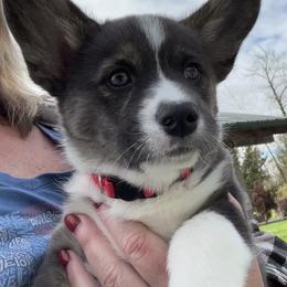 American Corgi Puppies from Patriot American Corgi
