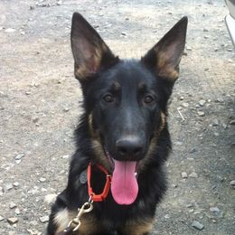 German Shepherds from Elizabeth's German Shepherds
