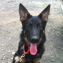 German Shepherds from Elizabeth's German Shepherds