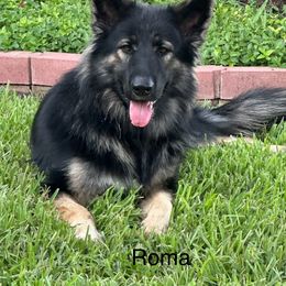 Working Dog Cross All Grown Up from Lone Star King Shepherds