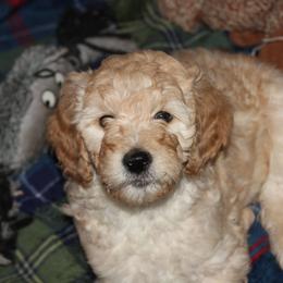 Goldendoodle Puppies from Pampered Paws Pet Massage / Jaynie's Pack of Doodles