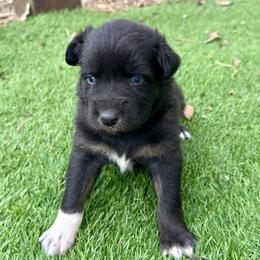 Matt - Black tri-color male Australian Shepherd puppy in Mount Vernon, Texas from RJ's Aussie Posse