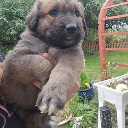 Boy - Sable male Saint Berdoodle puppy in Castle Rock, Washington from PNW Saint Berdoodles
