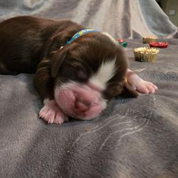 Lindoor - Tri-Roan male English Springer Spaniel puppy in Cookeville, Tennessee from Krossroads Kennel