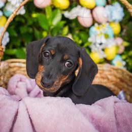 Lulu - Black and tan female Dachshund puppy in Temecula, California from Naomi Magee's Dachshund Kennel