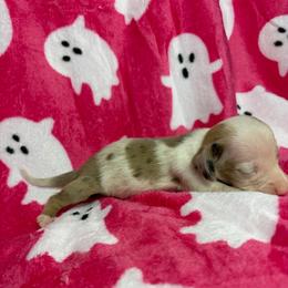 Miley - Piebald female Dachshund puppy in Lake City, Florida from My Ditzy Doxies of Florida