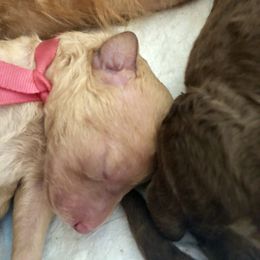 Poodle Puppies from Encantos Standard Poodles PR