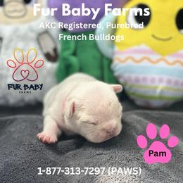 Pam - White female French Bulldog puppy in Michigan from Fur Baby Farms