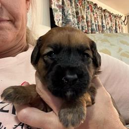 Rose maroon collar - Red female Whoodle puppy in Pima, Arizona from Schmidt's K9s