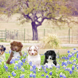 Australian Shepherd Puppies from Broken Arrow Australian Shepherds