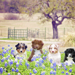 Australian Shepherd Puppies from Broken Arrow Australian Shepherds