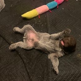 Wirehaired Pointing Griffon Puppies from Sagebrush Pointing Griffons