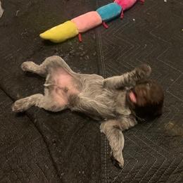 Wirehaired Pointing Griffon Puppies from Sagebrush Pointing Griffons