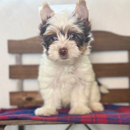 Akc River 2000 - Chocolate tan and white male Biewer Terrier puppy in Cartersville, Georgia from Alpha Tiny Paws