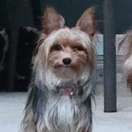 Tidbit - Yorkshire Terrier