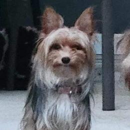 Tidbit - Yorkshire Terrier
