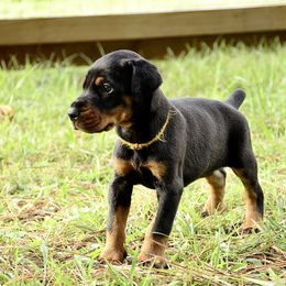 Blain - Black and rust male Doberman Pinscher puppy in Toney, Alabama from Bhon Mhuir Dobermanns