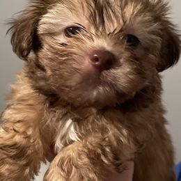 Poodles, Shihpoos, Shih Tzus, Shorkies, and Yorkipoos from Oodles of Poodles & Doodles