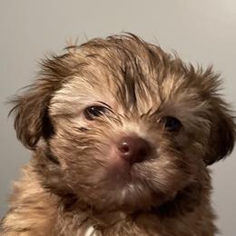 Poodles, Shihpoos, Shih Tzus, Shorkies, and Yorkipoos from Oodles of Poodles & Doodles