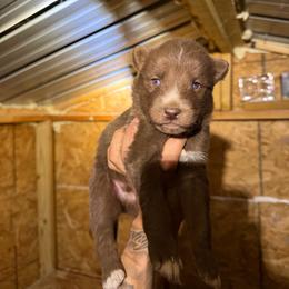 Boy 3 - Brown and white male Siberian Husky puppy in Uhland, Texas from Siberian Huskies