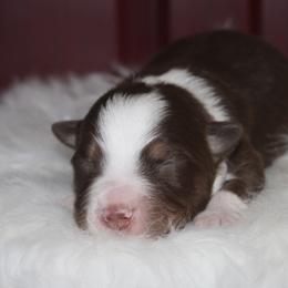 Clifford-1500 - Red tri-color male Australian Shepherd puppy in Star City, Arkansas from Circle P Farm Australian Shepherds