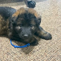Mr Blue - Sable male German Shepherd puppy in Berlin, Wisconsin from Gypsy Miracle Kennels