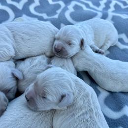 Girl 1 - Light golden female Golden Retriever puppy in Tonasket, Washington from Denzil’s Goldens